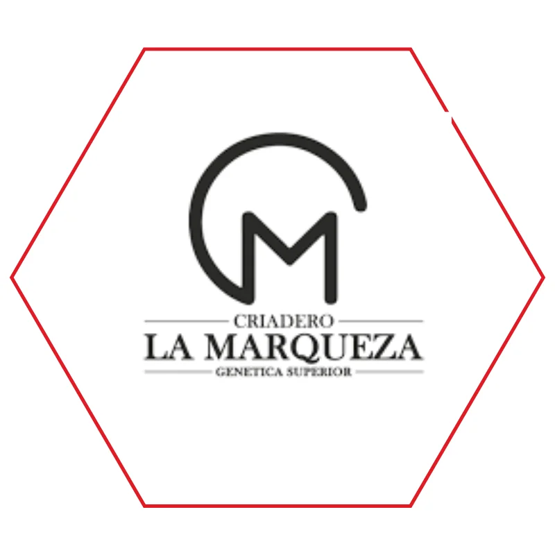 Cliente COMSELEC 6